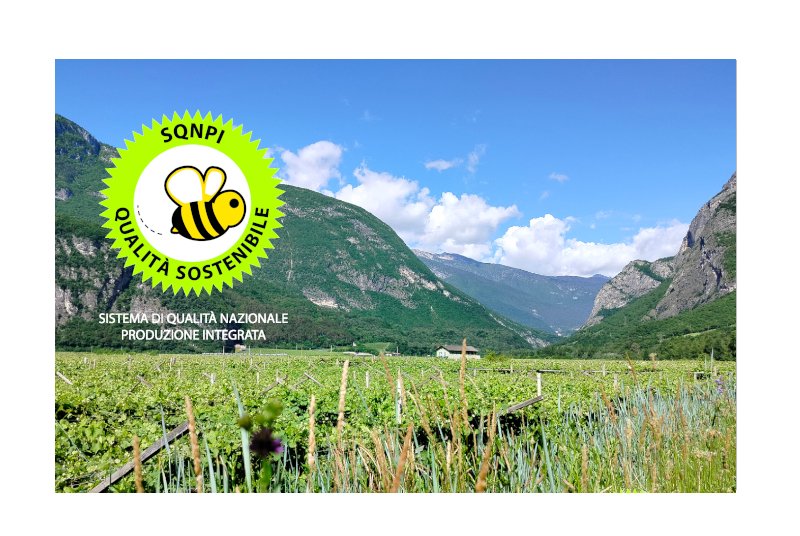 Qualità sostenibile Cantina Rotaliana