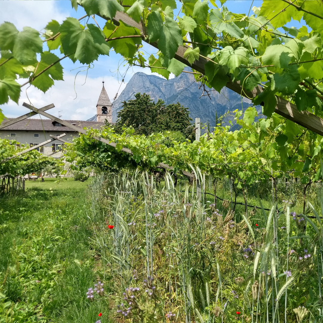 Vigneti in convento a Mezzolombardo