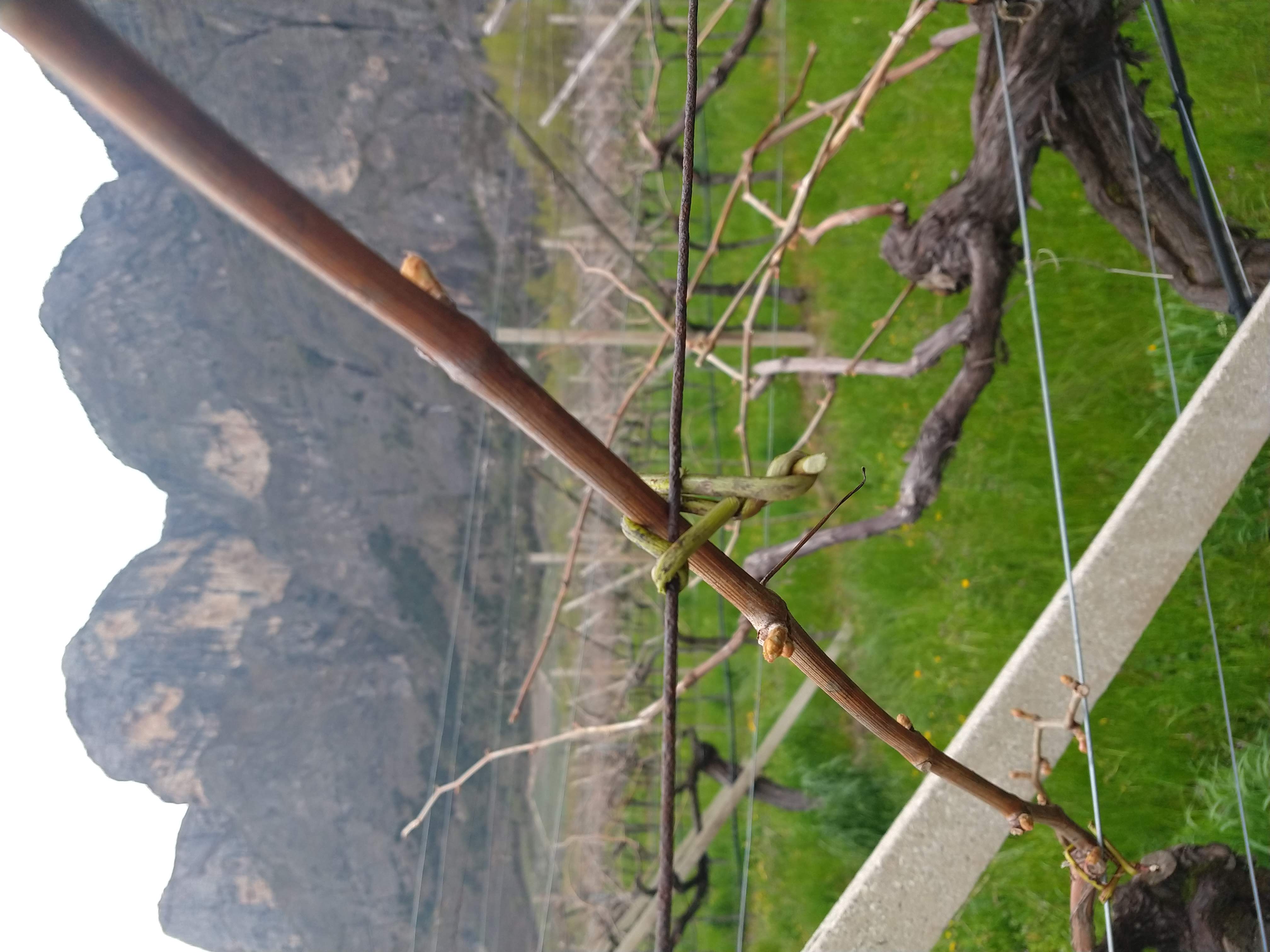 Vigneti in Piana Rotaliana